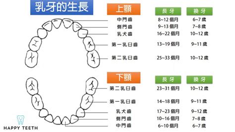 牙齒人|對於牙齒介紹你認識多少？認識牙齒以及牙齒構造｜快 